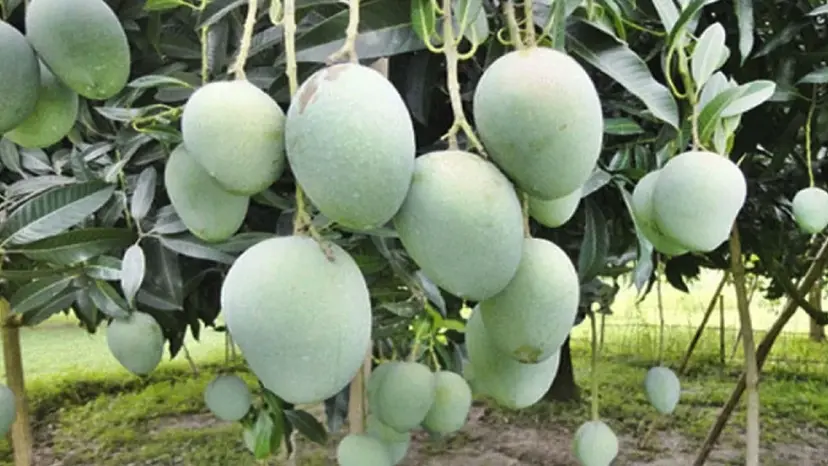 ১৫ মে থেকে বাজারে আসছে নাটোরের আম